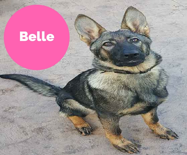 belle-1.jpg