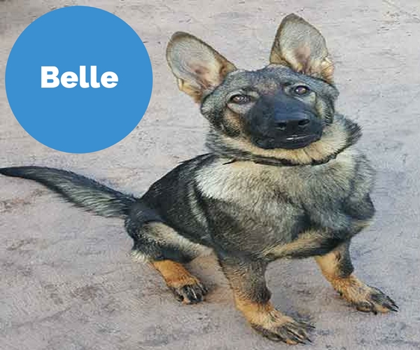 belle-2.jpg