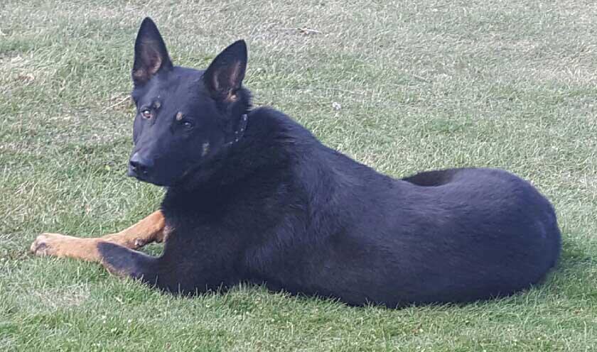 german-shepherds-indiana.jpg