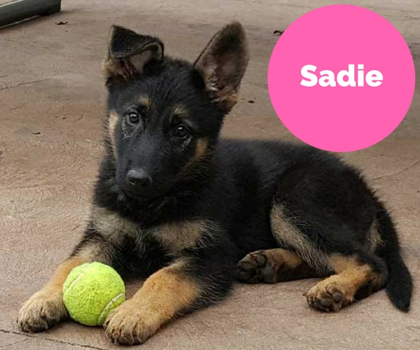 sadie-1.jpg