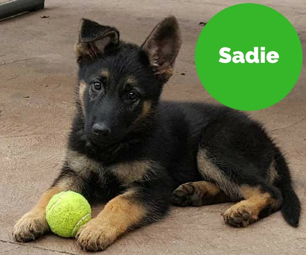 sadie-2.jpg