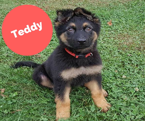 german shepherd teddy