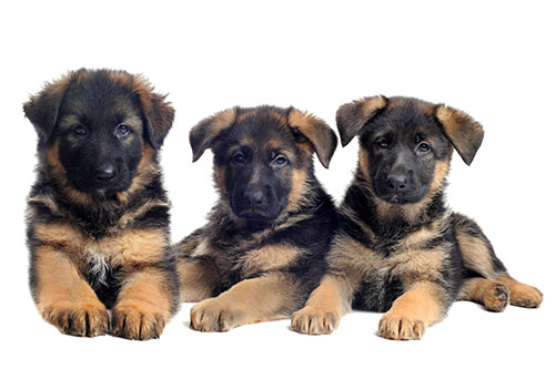 Akc-german-shepherd-puppies-for-sale - Midwest German Shepherds