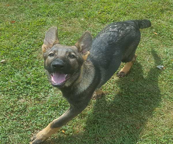 blue-female - Midwest German Shepherds