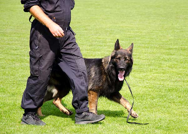 german-shepherd-dog-training.jpg