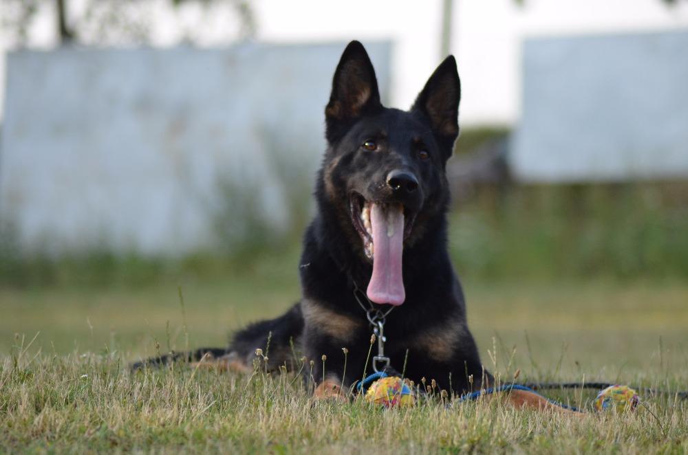 indiana-german-shepherds.jpg