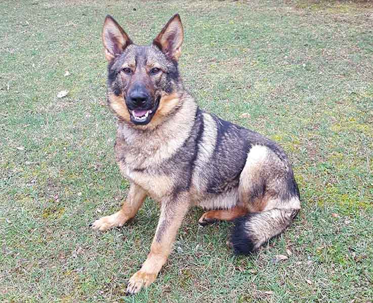 German Shepherd Breeders Indiana | Purebred German ...