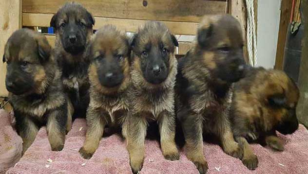 long haired german shepherd puppies for adoption