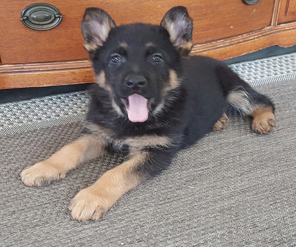 1male - Midwest German Shepherds