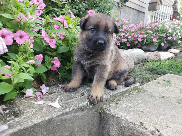 lassie - Midwest German Shepherds