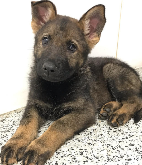 pup - Midwest German Shepherds