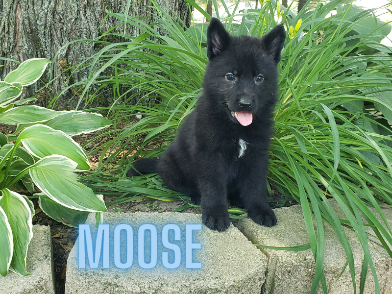 moose.png